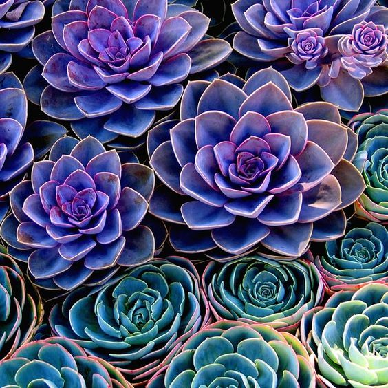 elushafab's tweet photo. inspiration in nature #elusha #fabric #design #fashion #style #awesome #rich #famous #baroque #fractal #ткани #мода https://t.co/itM2N9SEqJ
