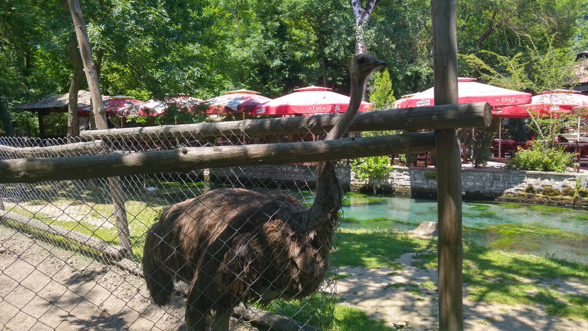 ChEfOo_Vn's tweet image. Animals at #magicspring