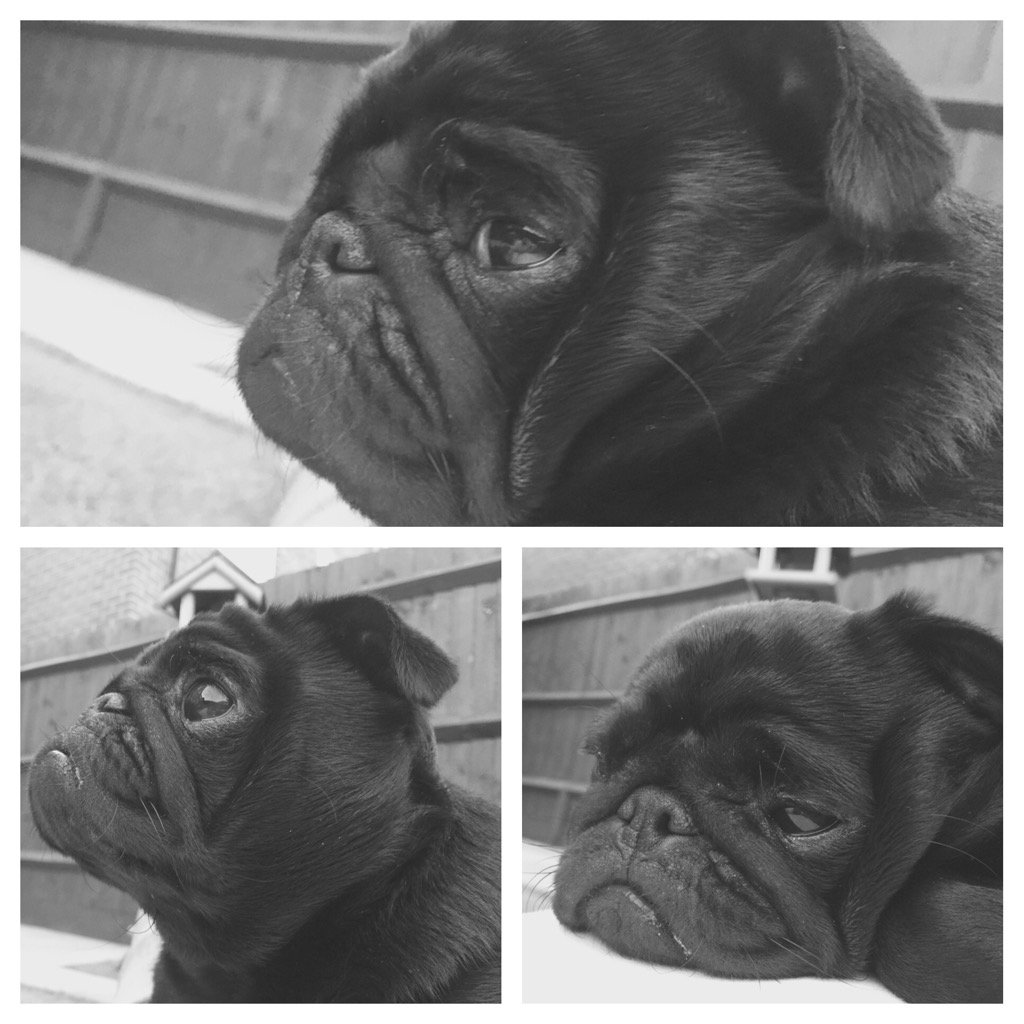 Luna_Pug's tweet photo. #posingprincess #pug #puglove #puglife #saturday #summer #chilling https://t.co/W77n9Nl0cr