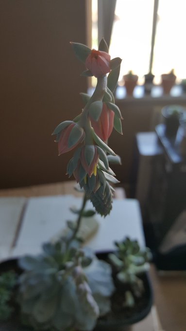 On a good note shes almost in full bloom. https://t.co/b4YBPi1MHW<a href="/tag/camgirl"class="tags"><span>#camgirl</span></a><a href="/tag/manyvids"class="tags"><span>#manyvids</span></a>