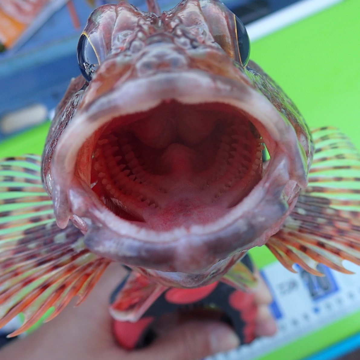 tm99fish's tweet image. またもや貧果