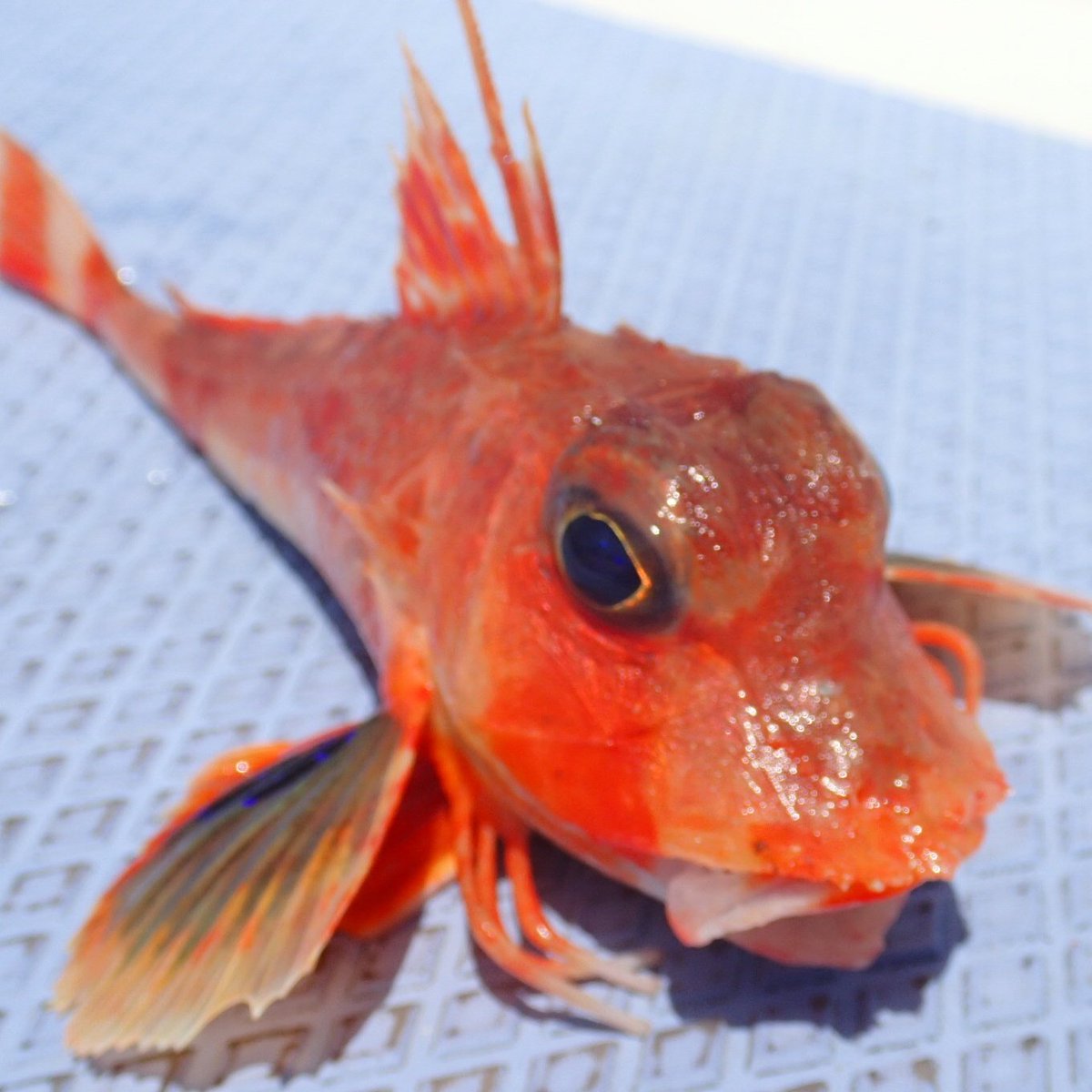 tm99fish's tweet image. またもや貧果