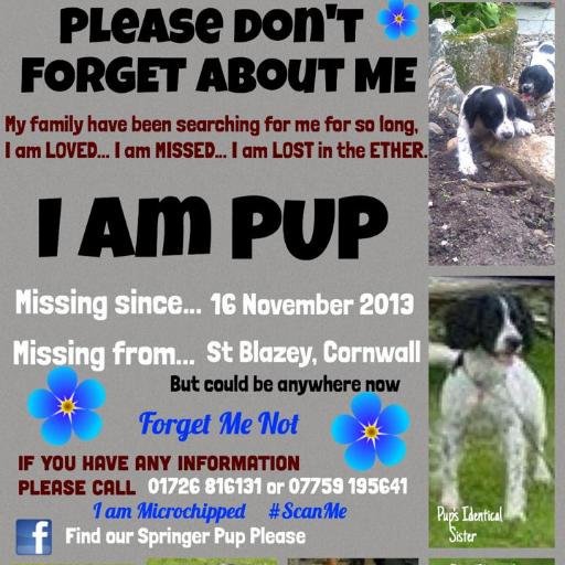 blacklab115's tweet photo. #springerspaniel #missing2013 #soldon #iamchipped #scanme #reward #checkmychip https://t.co/NusdR5XOae