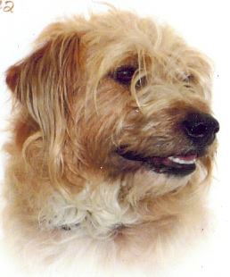 FindOurPup's tweet photo. Your told to move on when your dog goes missing. You canโt as where do you move on from? @FindRags lost 02/09/11
https://t.co/Wpmb9HOtQK