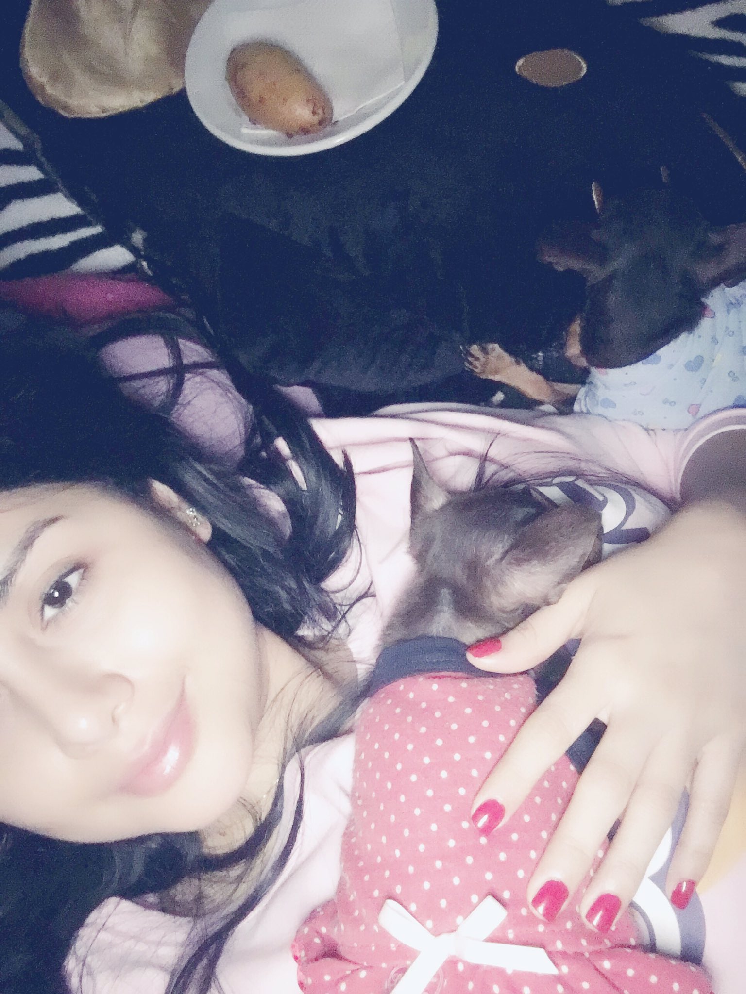 🎀Dayaanna Perez Sosa🎀 on Twitter: "Mis 🐶 ️🐶 les gusta mucho la cama…