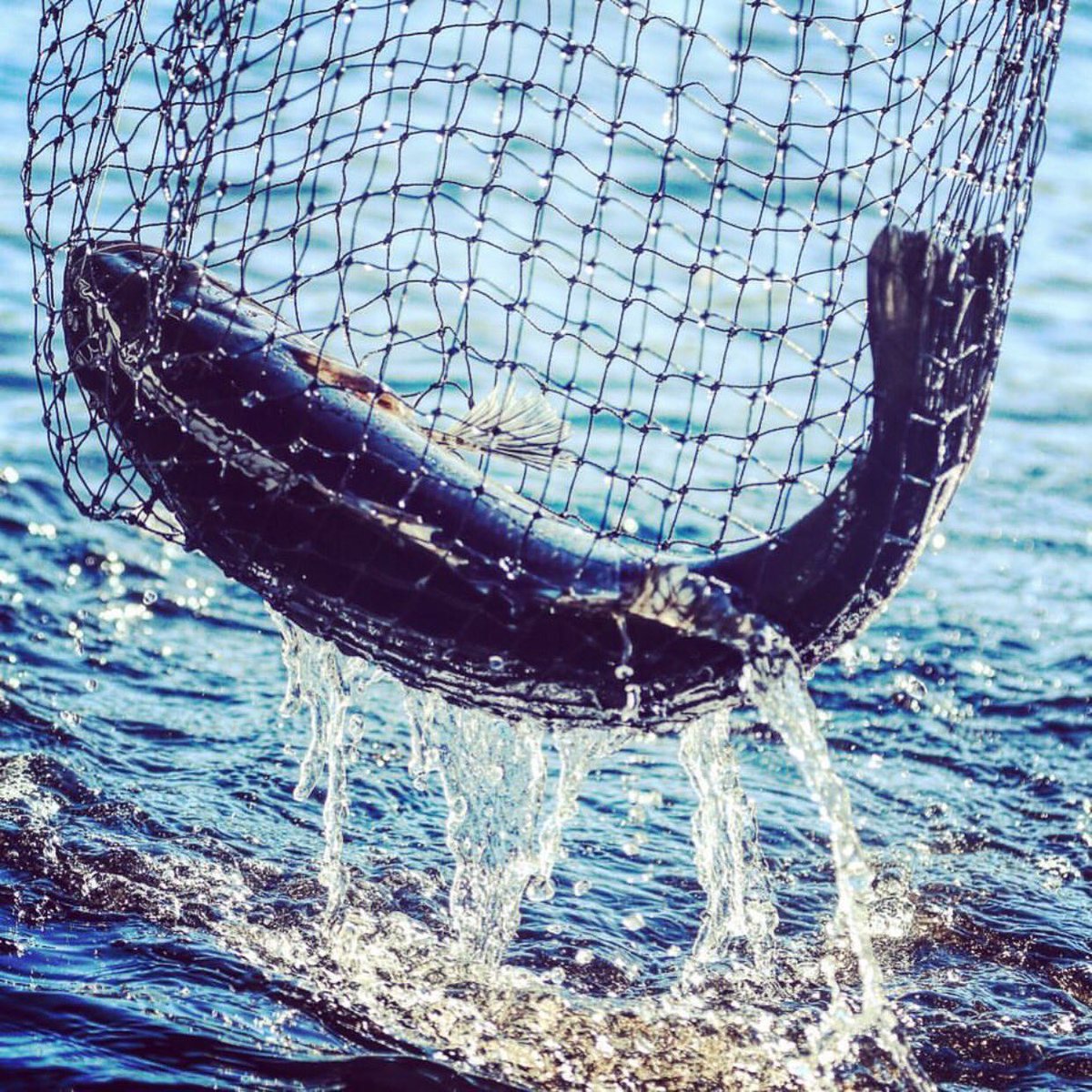 BassProShops's tweet photo. Net fish &amp; chill. #GoneFishing
📷: @buzzhayes https://t.co/W1jrnw6pPr
