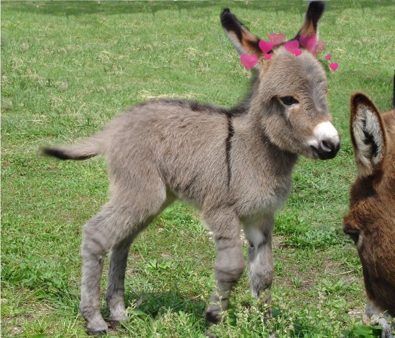 donkeywithheart's tweet photo. Baby donkeys with hearts https://t.co/0OqosRe2Cm
