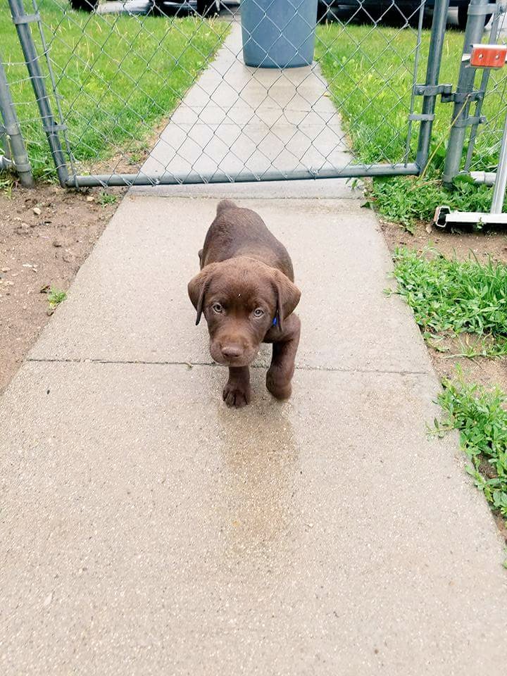 MonicaG_Medina's tweet photo. Welcome home little guy♡ #meshka https://t.co/DCRGc1OSoq