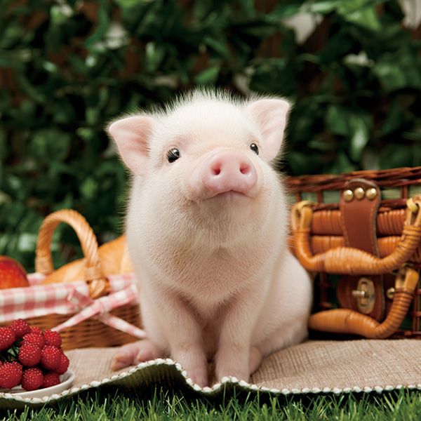 FactsAboutPigs's tweet photo. Every picnic needs a pig. https://t.co/GUR95k7jyK