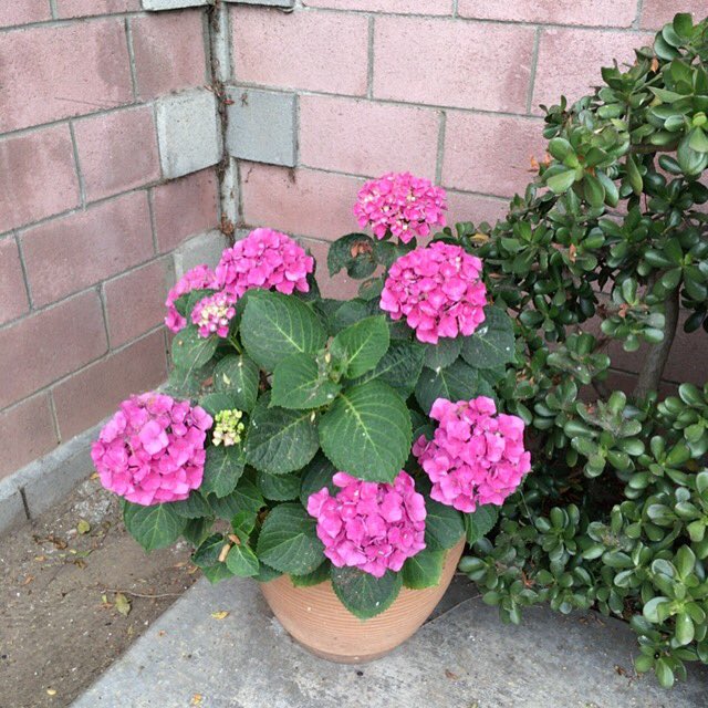 nirakyma's tweet image. #spring