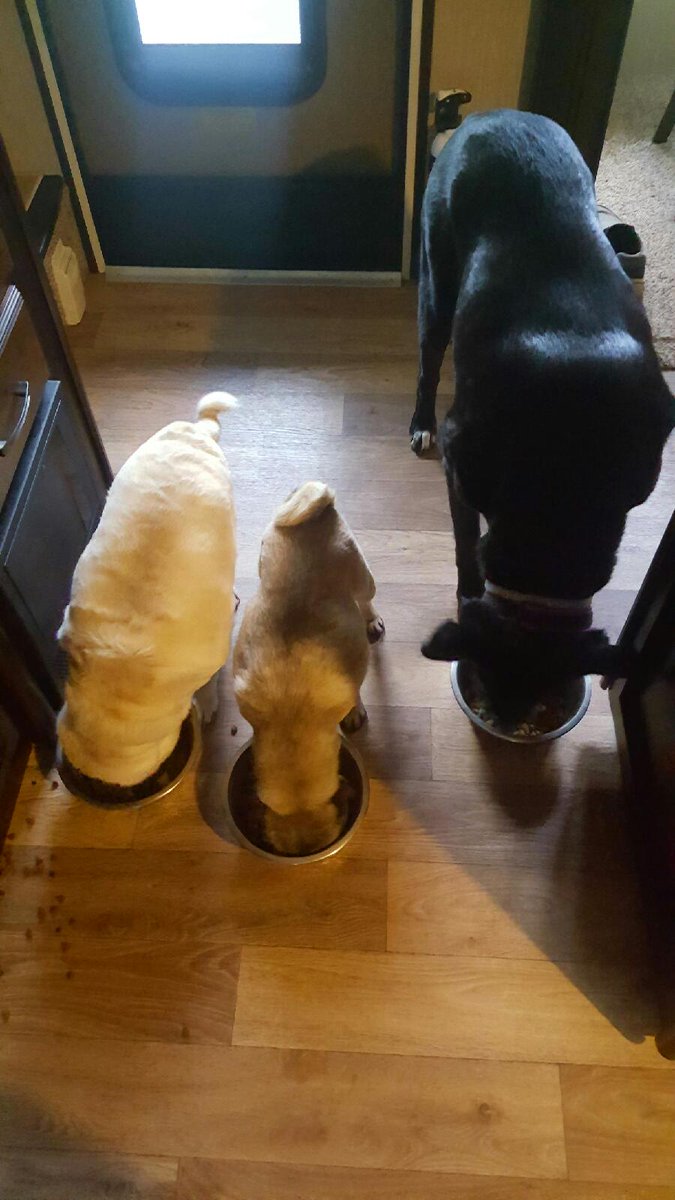PugGriffin's tweet photo. Dinner time!!!!!!!!  😁😁😁😁😁😁
#dogsoftwitter #PUGnation https://t.co/6UBBoVuEYx