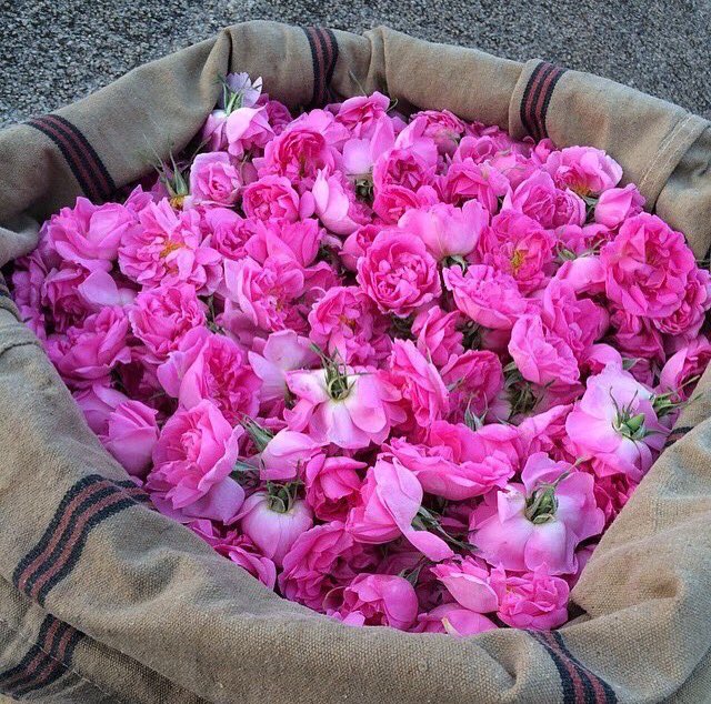 الورد الطائفي
عطر الملوك الأغلى في العالم
 goo.gl/BIy9NL
الصور بعدسات المبدعين من ابناء الطائف
#عيش_الطايف