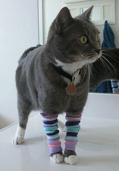 Leggings are the only choice for one's exercise class #cats