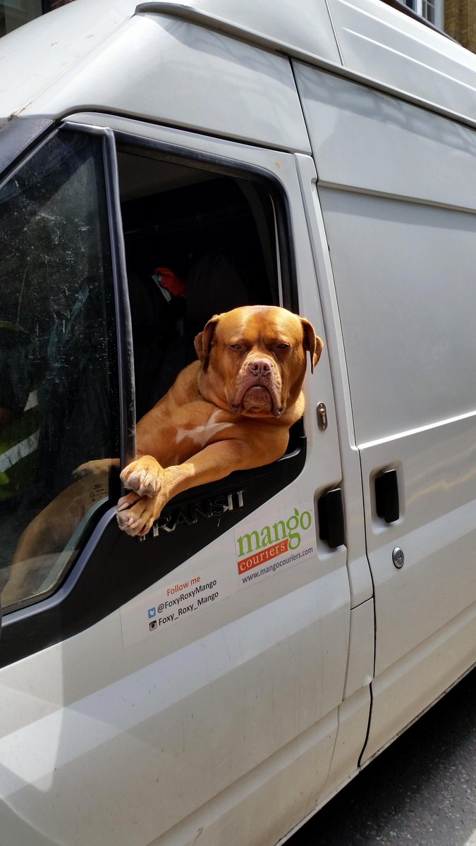 animalloop's tweet image. Foxy Roxy enjoying the sun