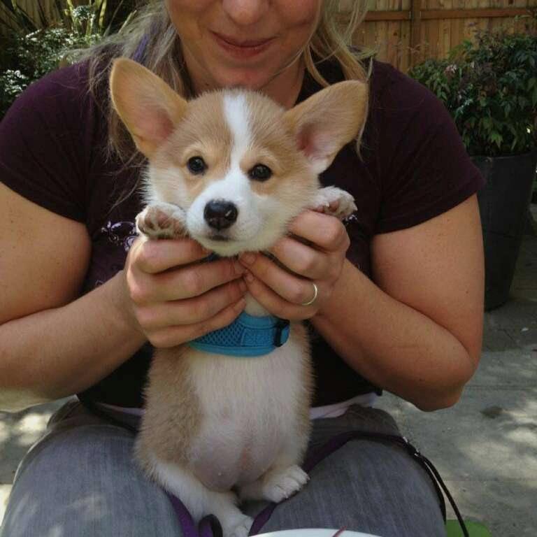 pathofanimals's tweet image. cutest corgi puppy