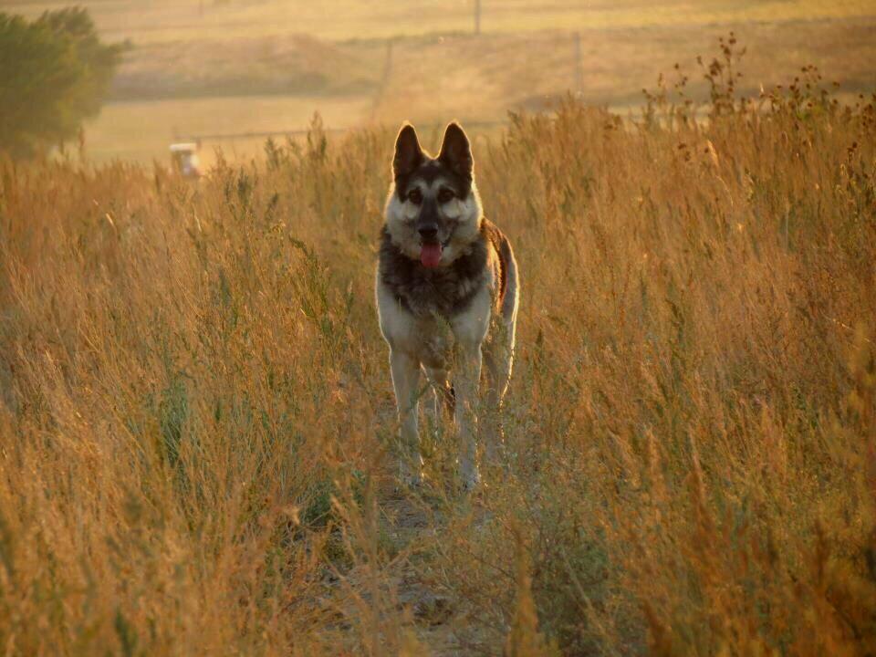 pulseanimals's tweet photo. Fang https://t.co/j65Dlt6lmV