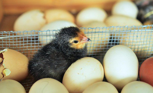 PETAShares's tweet photo. RT if you wish you could protect every innocent being from harm! #Compassion4All https://t.co/k4HjIUZzoH