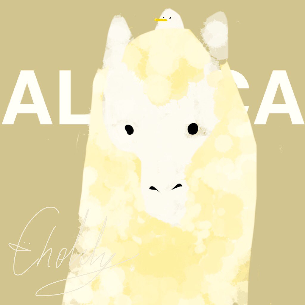 meshimgmg's tweet photo. Alpaca #ABCanimals https://t.co/A10BaYfSNP