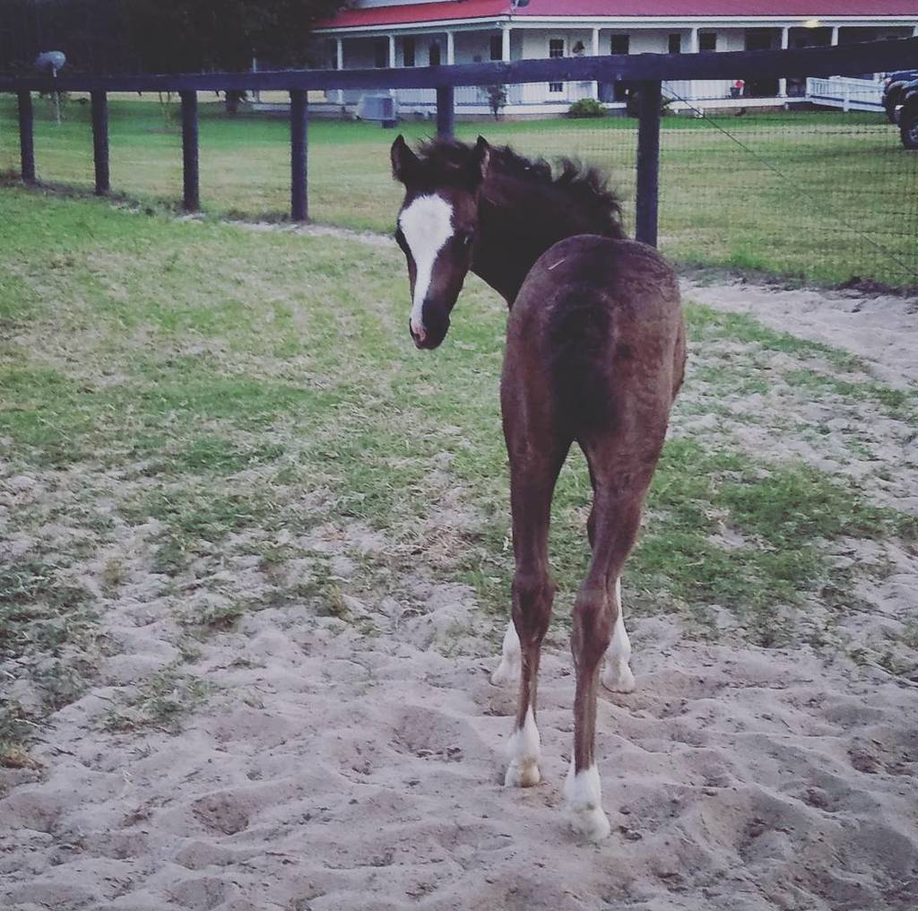 meghanbenge's tweet photo. I am one month old today! #foalsof2016 #welshpony #horsesofinstagram https://t.co/AKzLv9eha5 https://t.co/6ABtaPwqbF