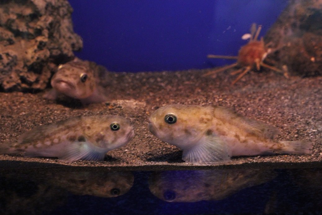 NumazuDeepsea's tweet photo. 誰が「世界で一番醜い生物だって？！」ちゃんと観���よ。 https://t.co/csxjHXzs9p