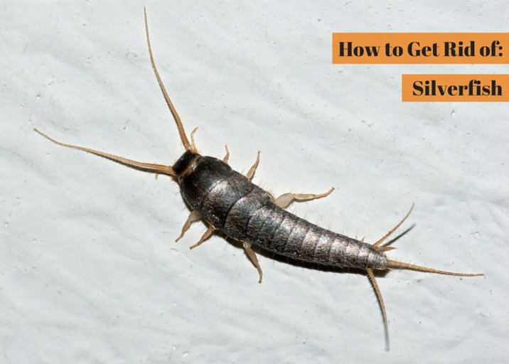 planetorange1's tweet image. #Silverfish are found usually in damp areas of home. Call us now for #SilverfishControl. ow.ly/u7e23017S0O