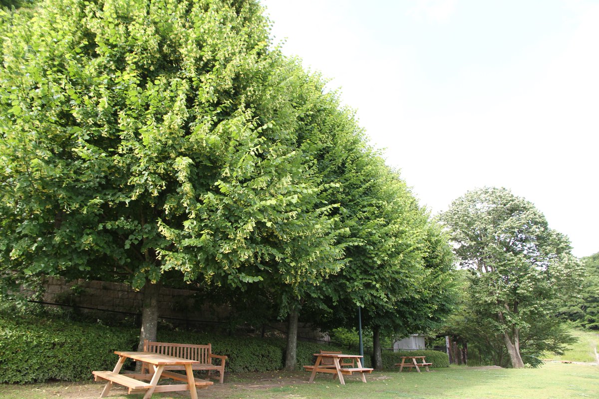 神戸布引ハーブ園 公式 四季の庭 風の丘芝生広場ではリンデンの花が咲いています リンデンはセイヨウシナノキ セイヨウボダイジュとも呼ばれ 花と苞をハーブティーとして飲まれています 園内を散策しながら花から漂う甘い香りをお楽しみください