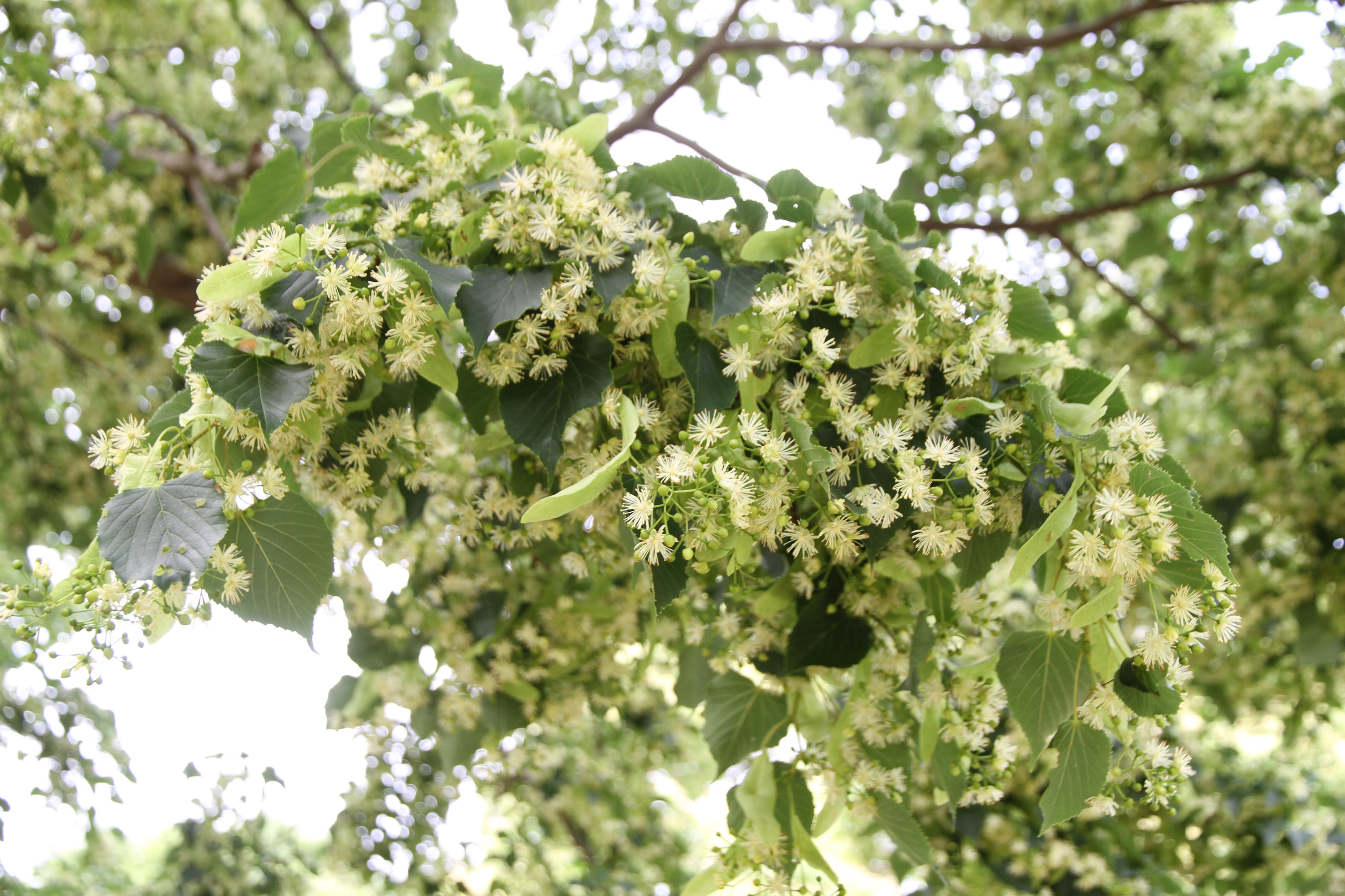 神戸布引ハーブ園 公式 四季の庭 風の丘芝生広場ではリンデンの花が咲いています リンデンはセイヨウシナノキ セイヨウボダイジュとも呼ばれ 花と苞をハーブティーとして飲まれています 園内を散策しながら花から漂う甘い香りをお楽しみください