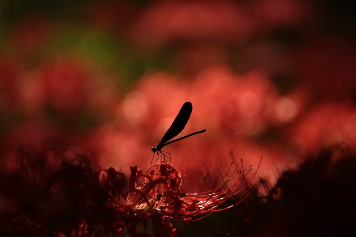 morrirsal's tweet photo. 日曜だし写真の整理しよー
とりあえず撮ったの晒す

#ファインダー越しの私の世界 
#写真好きな人と繋がりたい 
#写真でつながるフォロー祭り
#フォローミー https://t.co/9XBr49MfpK