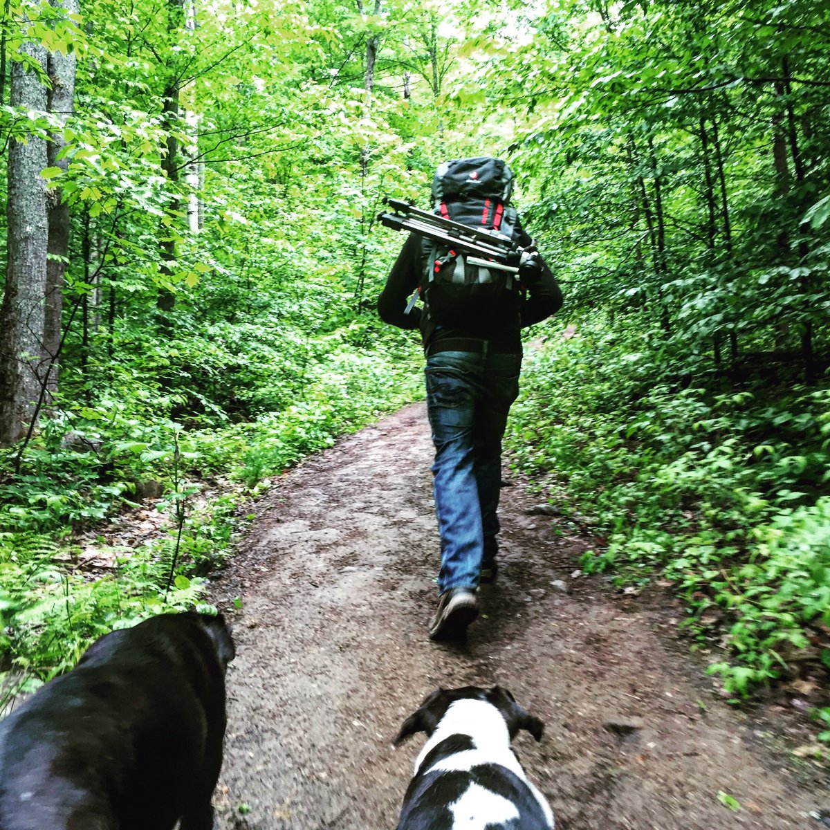 Harrisonswander's tweet photo. Look out trail #algonquinpark https://t.co/Dcimv0aQs8 https://t.co/u3IkPum3Pu