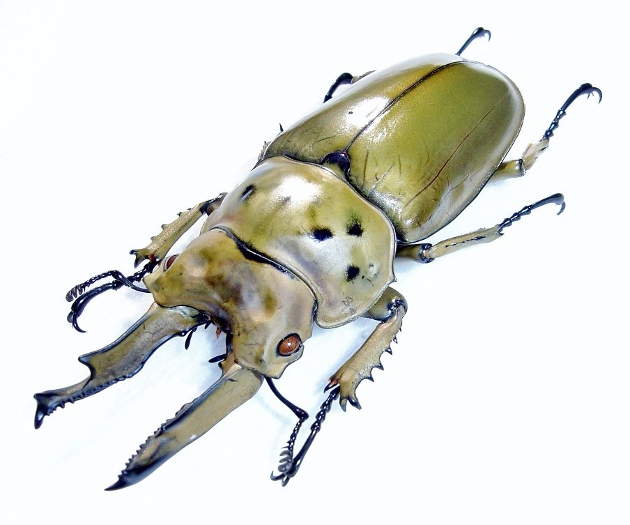 天然物、モセリオウゴンオニ ＃クワガタ ＃昆虫 ＃昆虫標本