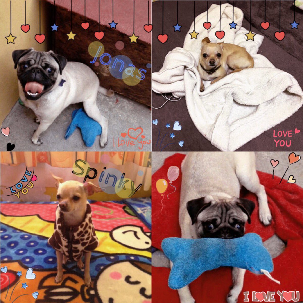 MoonLane26's tweet photo. Mis ñeñes😊 #Jonás💕 #Spinky💕 https://t.co/Llj5ZU9lLu