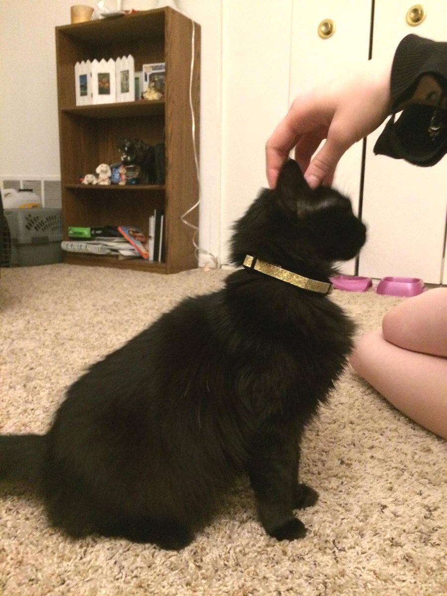 pathofanimals's tweet image. I adopted my first animal ever today