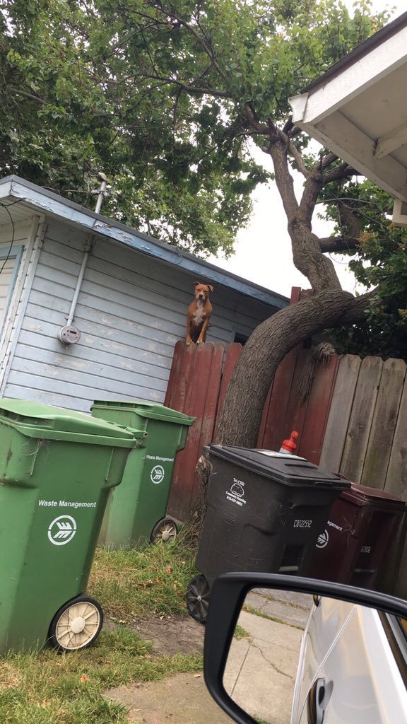 WORLDSTAR's tweet image. "Nah he cool he don't bite"