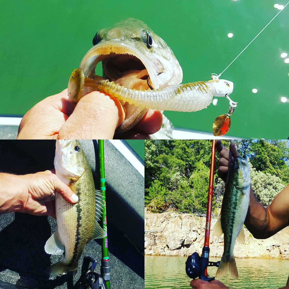 @ardent_reels <a href="/Carrotstix13/">CARROT STIX</a> @shastabassbaits put some work in today with my sponsered product great rods/reels/baits