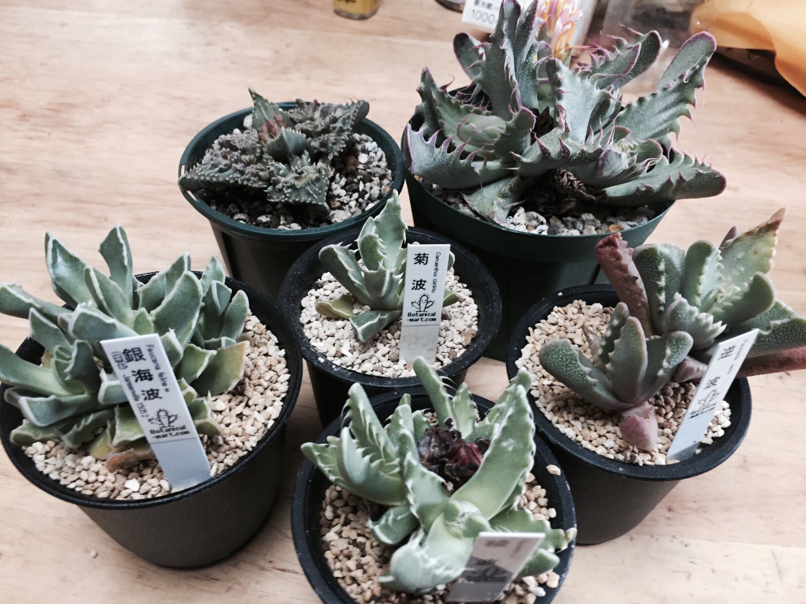 盆暗（ボンクラ） on X: 