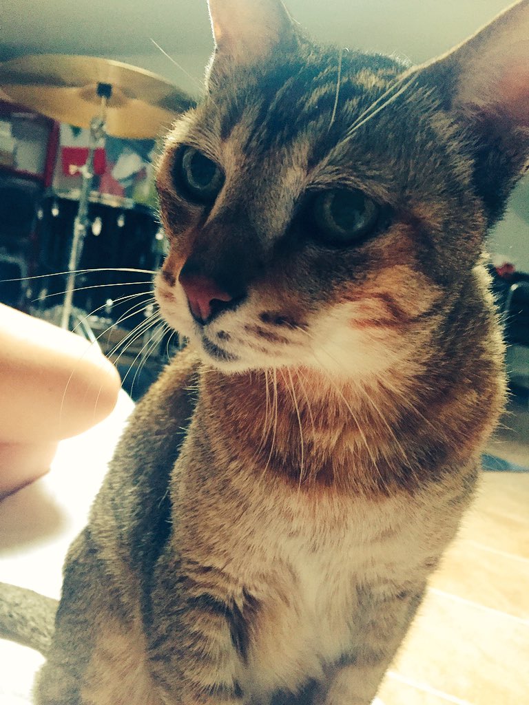 ETheodorovicz's tweet photo. Come #dire...mi sento #osservata 😺 https://t.co/LhMPmzONPz