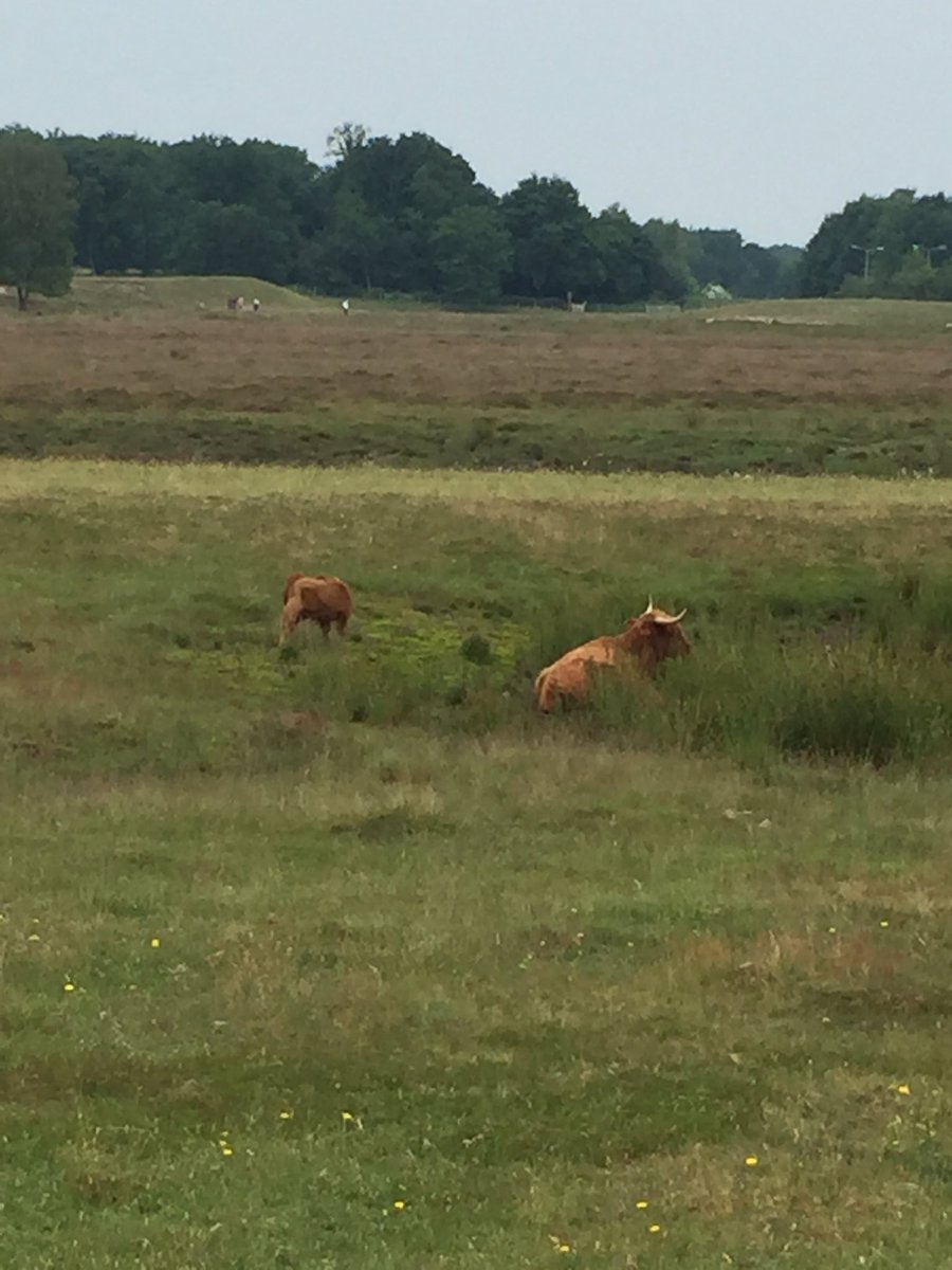 DeloenaLoekie's tweet photo. @AalsmeerRoesNie #arn2016 @Lanturk BISON der https://t.co/V8uzcssghB