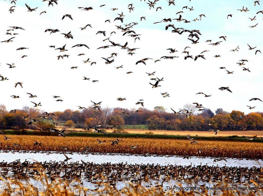 TonyVandemore's tweet image. #WhyIHunt... Because you can&apos;t find this view in the concrete jungle. #HabitatFlats #DuckF… ift.tt/232i8IJ