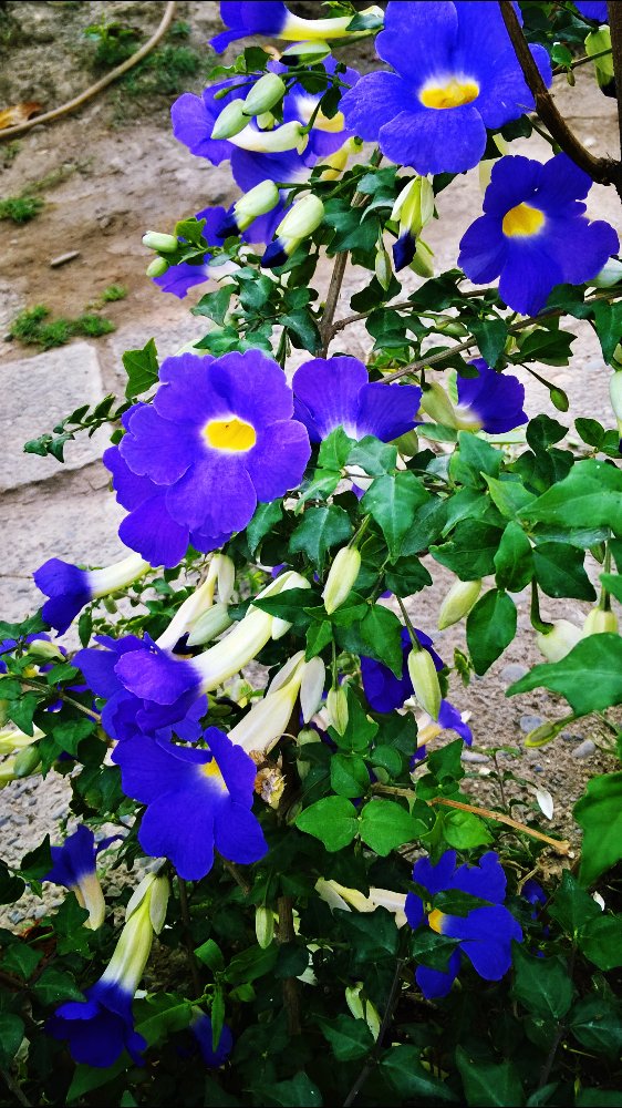 NatureCapcha's tweet photo. #love #nature #photography https://t.co/sHKhF7gAus