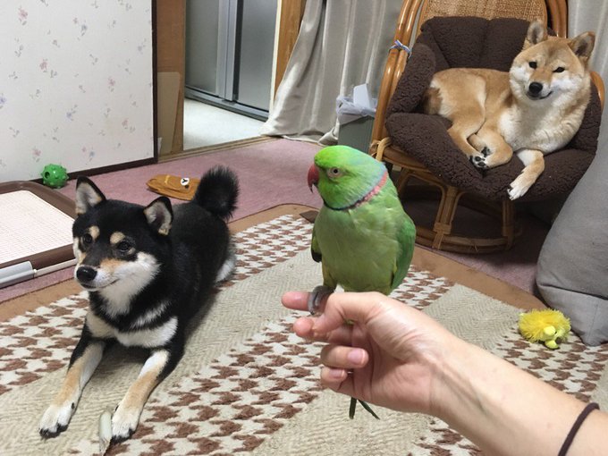 柴犬りょうさん の人気ツイート 8 Whotwi グラフィカルtwitter分析