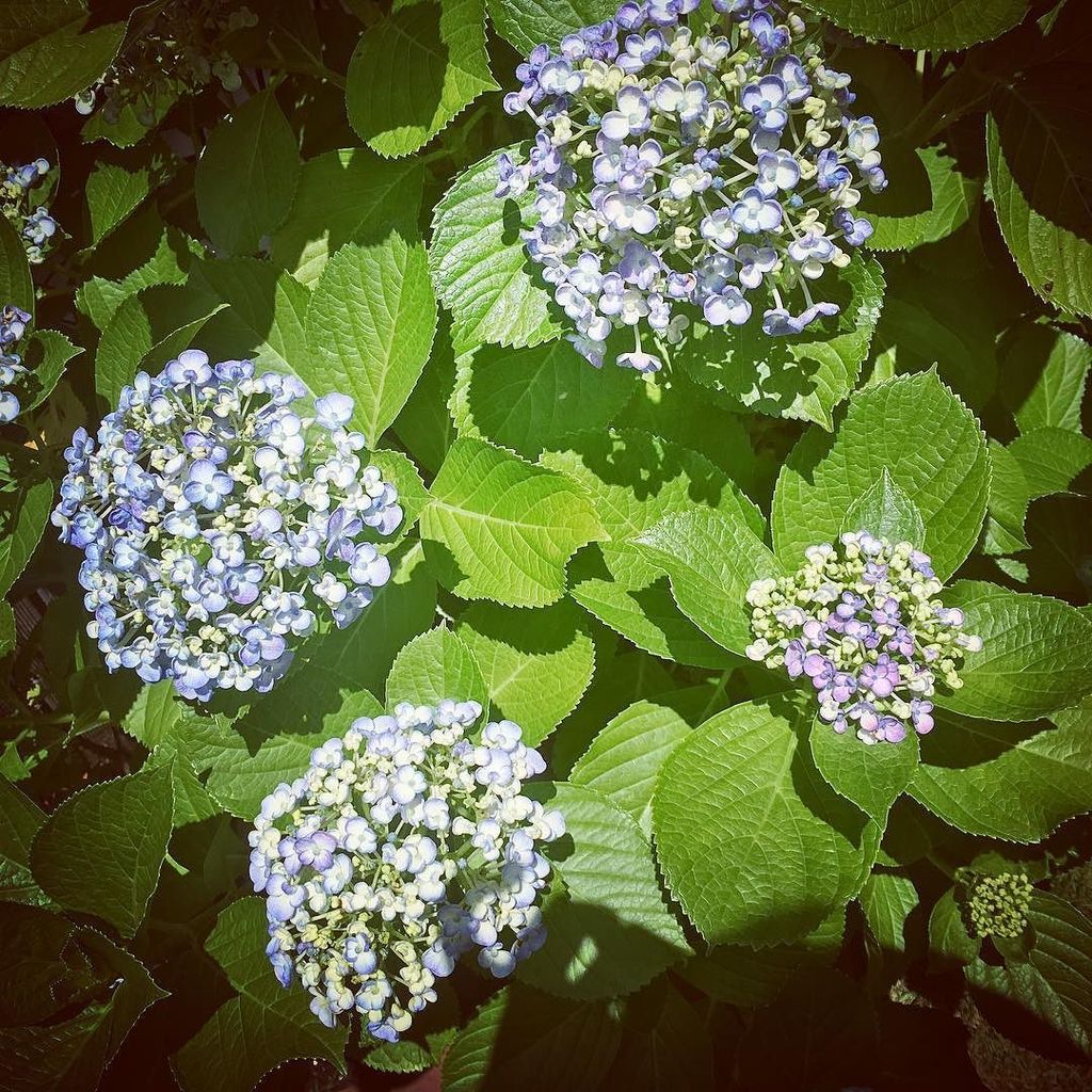 真藍 蕾 もちらほら 自宅庭 花 あじさい アジサイ 紫陽花 おたふく紫陽花 おたふくあじさい オタフクアジサイ お多福紫陽花 ウズアジサイ 渦紫陽花 青紫 はなまっぷ はなまっぷ紫陽花 はなまっぷ紫陽