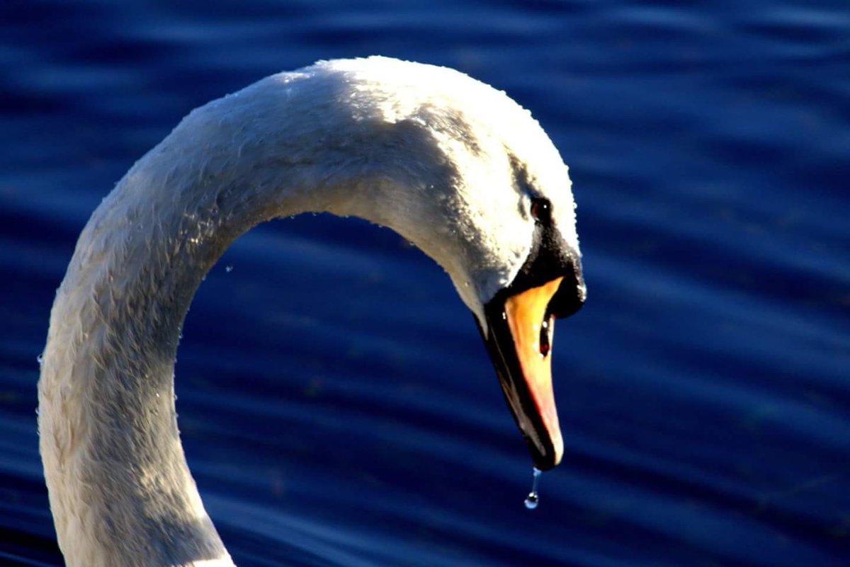 davidmoran6323's tweet photo. #itsamanchesterthing The Swans Of Debdale Park Gorton https://t.co/BGWop46D0O