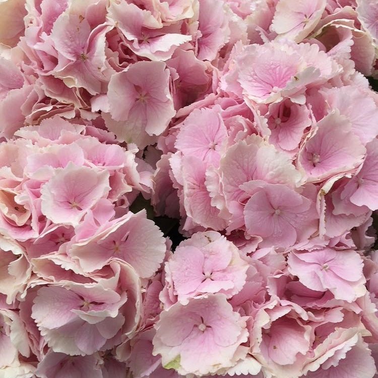 Lolly Pop Pink Hydrangeas