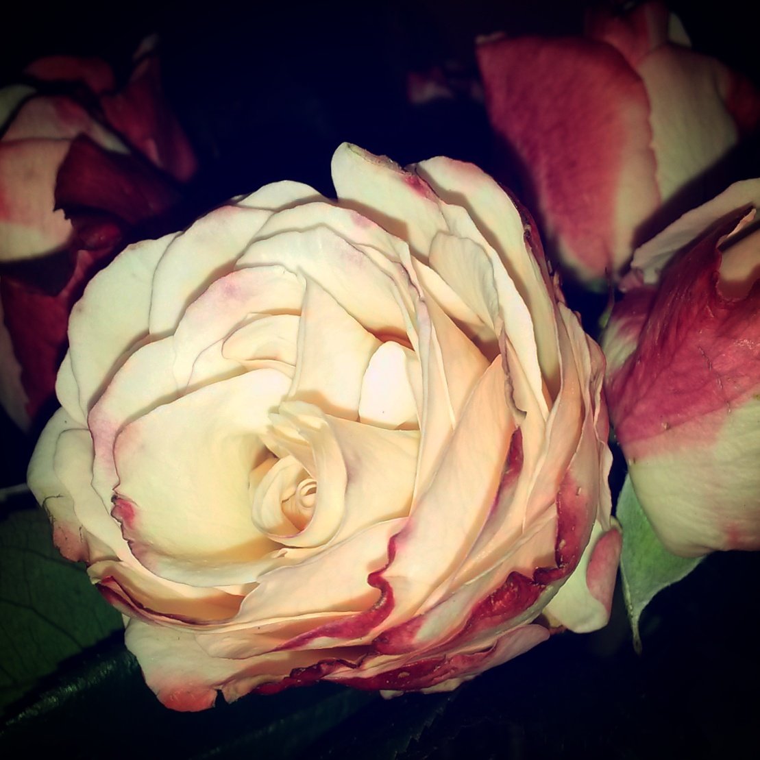 baronhannover's tweet photo. #Hannover #offenePforte #KGVTiefenriede #Sonntagsausflug #Rosen #Garten heute 15h #Chorkonzert #ohhappyday 😃🌹🎶 https://t.co/hkMZz0cHf4