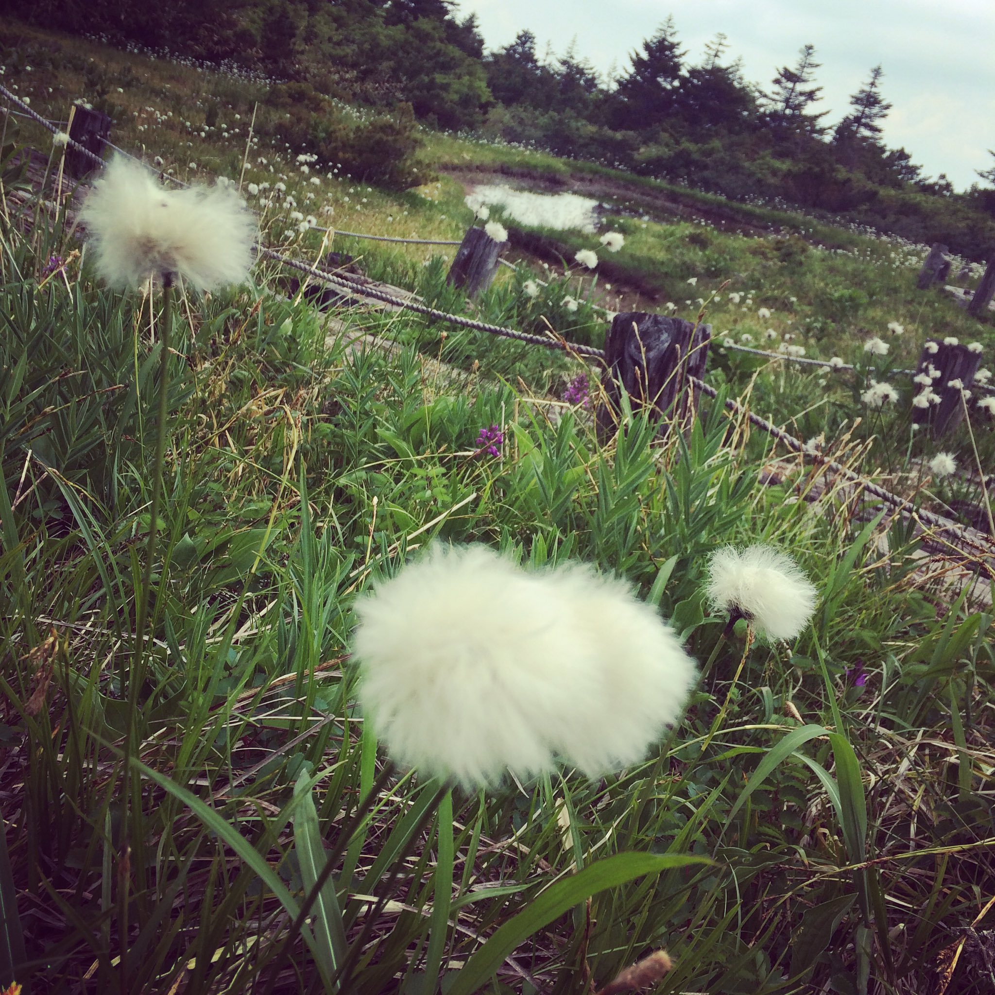 めそ いろは沼のふわふわの花 たち 前に名前教えてもらったけど忘れた T Co Owjyjiodwt Twitter