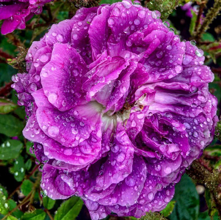 Victoria Richardson tweet media