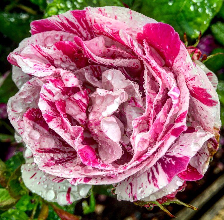 Victoria Richardson tweet media