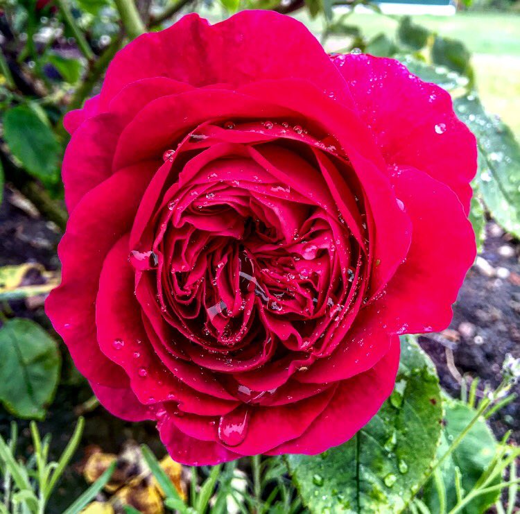 Victoria Richardson tweet media