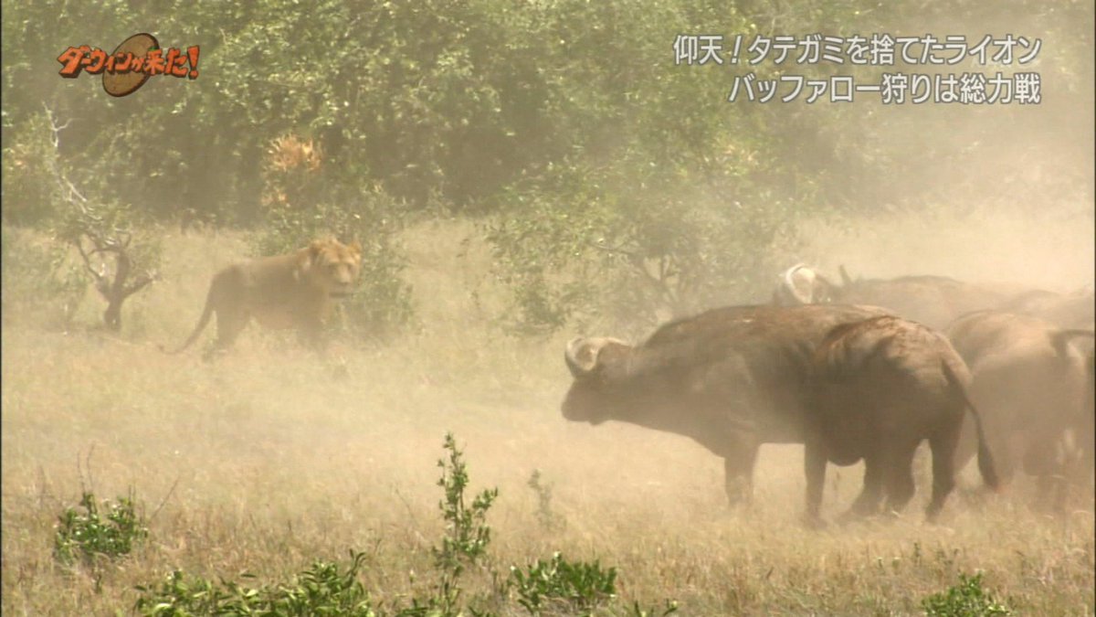 O Xrhsths Dragoner Sto Twitter バッファローの群れにライオンが1頭で挑み そのまま群れに撃退され群れに追撃されるけど 他の仲間のいる林に誘い込んで包囲するという戦法 島津家っぽい