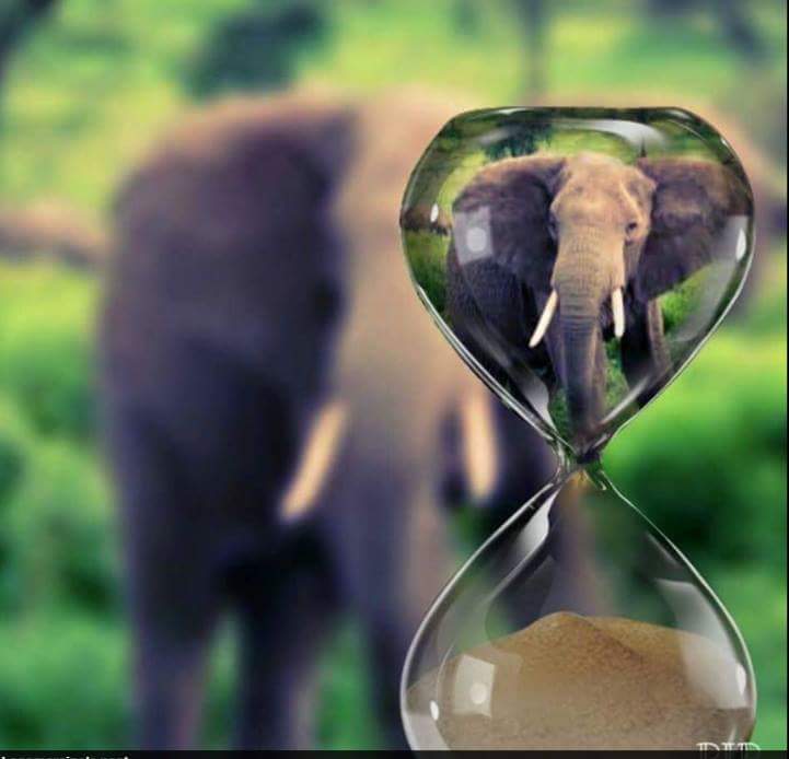 RdscovaElphants's tweet photo. Time 2 act in now #JoinTheHerd #UniteWithElephants 2 secure e future e ecosystem @WWF @UNEP @united4wildlife #Africa https://t.co/TKDQdLDIQG